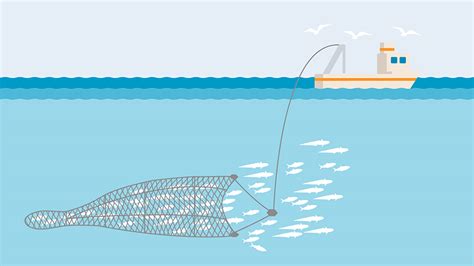 thrawl fishing|What Is TRAWL FISHING .